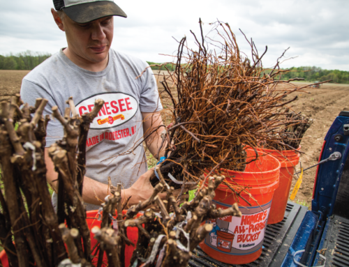 Planting the Vineyard